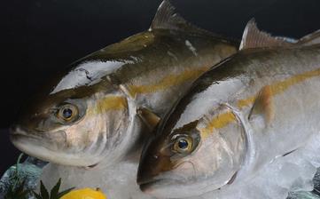 鰱魚_白鰱魚的營養(yǎng)價(jià)值,營養(yǎng)成分,功效與作用,鰱魚頭的做法大全 鰱魚_白鰱魚的營養(yǎng)價(jià)值,營養(yǎng)成分,功效與作用,鰱魚頭的做法大全
