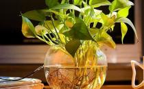 白領保健 辦公室里多放些植物