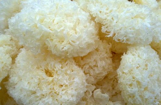 怎么挑選好銀耳?教你辨別銀耳好壞的方法