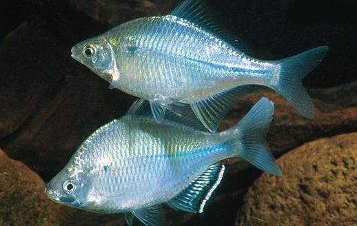 冬季滋補(bǔ)保健用魚類 健脾祛濕有功效