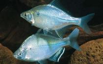 冬季滋補(bǔ)保健用魚類 健脾祛濕有功效