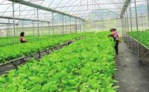 冬天農民職業病高發 八成人知“累”不知病