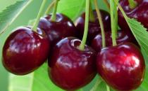 電腦族如果眼睛干澀疲勞需補血