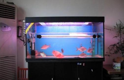 魚缸與家居運勢有什么關系？