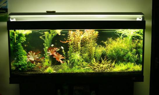 風水魚養幾條才好?風水魚缸擺放位置