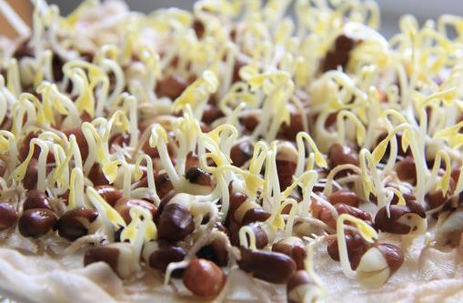 黃豆芽和綠豆芽有什么區(qū)別？