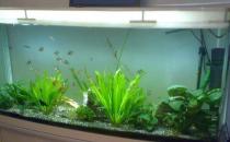 風水魚有哪些？血鸚鵡提升風水運