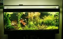 風水魚養幾條才好？風水魚缸擺放位置