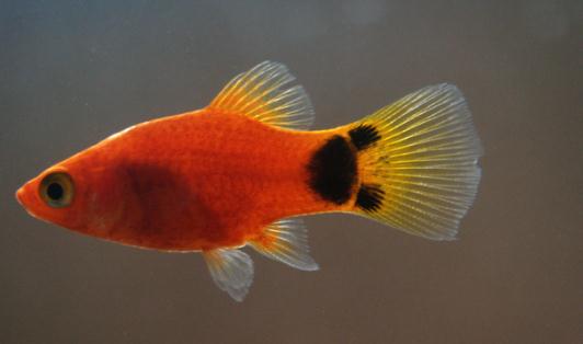 瑪麗魚的魚缸擺放位置-瑪麗魚的風(fēng)水學(xué)應(yīng)用