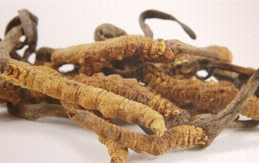 男人吃冬蟲夏草能治陽痿嗎