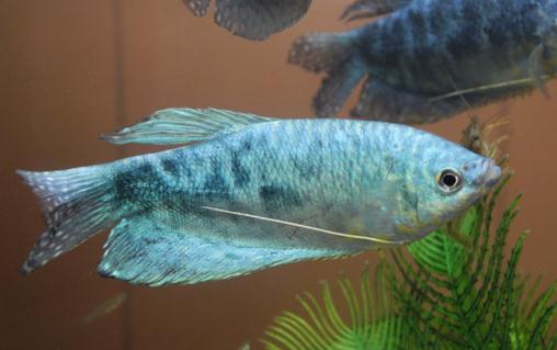 寶石魚的簡(jiǎn)介-寶石魚的品種介紹