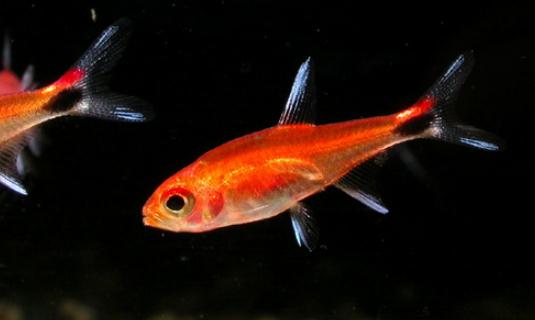 燈魚的品種介紹-燈魚怎么樣？