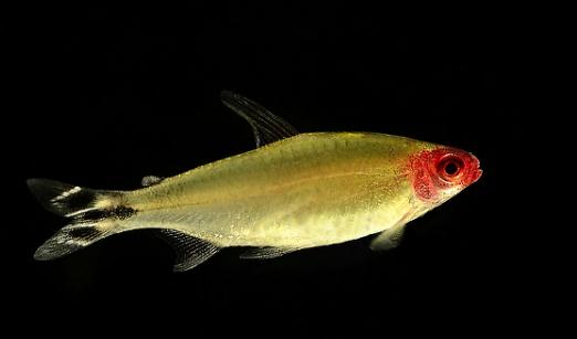 紅鼻剪刀怎么樣?紅鼻剪刀是什么魚?