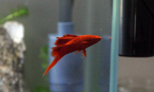 紅箭魚的品種介紹-紅箭魚怎么樣?