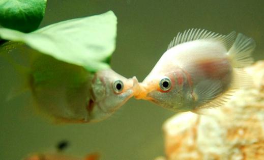 接吻魚怎么樣？接吻魚是什么？