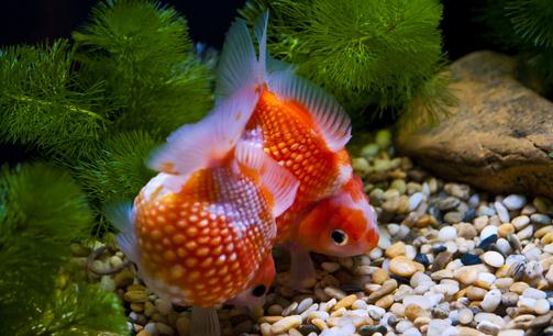 金魚的家居風水應用有哪些?