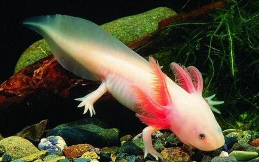 恐龍魚的簡介-恐龍魚怎么樣？