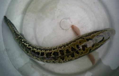 烏魚子有哪些營養(yǎng)