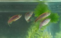 斑馬魚(yú)的品種介紹-斑馬魚(yú)怎么樣？