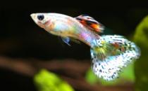 鳳尾魚的簡(jiǎn)介-鳳尾魚的品種有哪些？