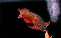 紅龍魚的風水學應用-紅龍魚的魚缸擺放位置