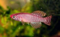 鳉魚的風(fēng)水學(xué)應(yīng)用-鳉魚的魚缸擺放位置