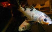 錦鯉魚的基本介紹-錦鯉魚如何養(yǎng)護(hù)？