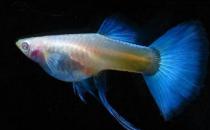 孔雀魚的品種介紹-孔雀魚怎么樣？