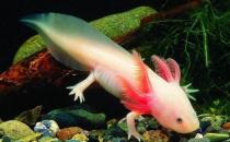 恐龍魚的簡介-恐龍魚怎么樣？