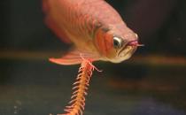 龍魚如何養護？龍魚是什么？