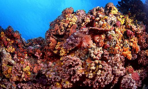 石頭魚有哪些品種?石頭魚怎么樣?