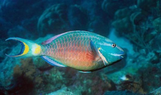 鸚哥魚(yú)的風(fēng)水學(xué)應(yīng)用-鸚哥魚(yú)魚(yú)缸怎么擺放?