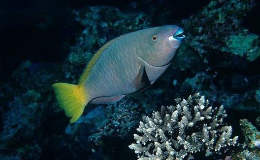 鸚哥魚的品種介紹-鸚哥魚是怎樣的?