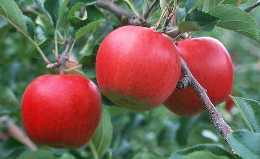 熬夜吃什么養顏?養顏水果大搜羅