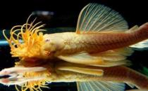 清道夫的風(fēng)水學(xué)應(yīng)用有哪些？