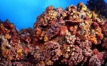 石頭魚有哪些品種？石頭魚怎么樣？