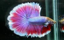 泰國斗魚的價格-泰國斗魚怎么養(yǎng)？