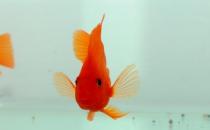 血鸚鵡的風水學應用有哪些？