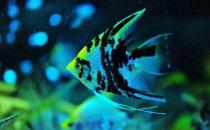 燕魚的風水學應用-燕魚的魚缸擺放位置