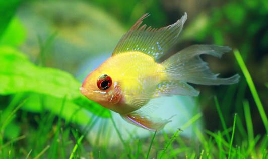 寶蓮燈魚(yú)是怎樣的？寶蓮燈魚(yú)怎么養(yǎng)？