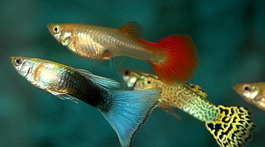 孔雀魚是什么?孔雀魚怎么養(yǎng)?