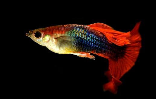 孔雀魚(yú)是如何繁殖的？