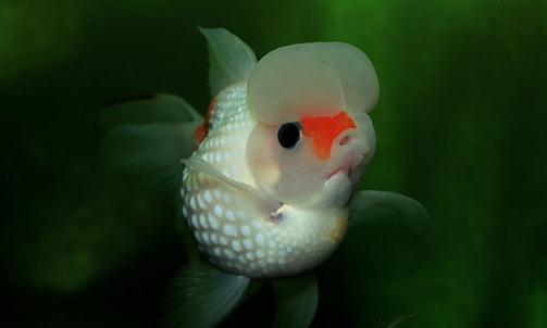 彩色球形珍珠金魚如何進行性別區分？