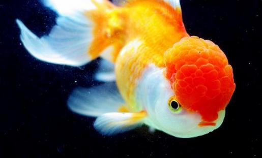 彩色球形珍珠金魚怎么養？彩色球形珍珠金魚換水