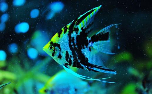 大神仙魚的簡介-大神仙魚怎么養？