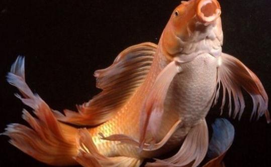 大正三色錦鯉的飼養(yǎng)環(huán)境-大正三色錦鯉怎么養(yǎng)?