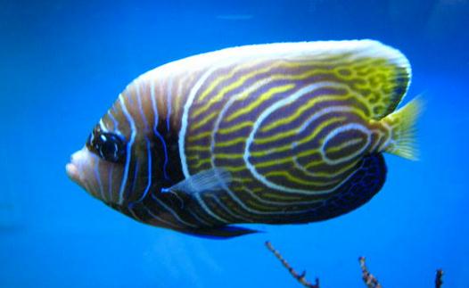 帝王藍魚的簡介-帝王藍魚怎么養?