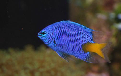 帝王藍魚的價值-帝王藍魚飼養(yǎng)環(huán)境