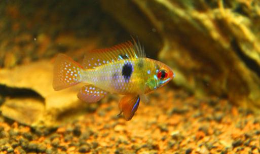 短鯛荷蘭鳳凰的簡介-短鯛荷蘭鳳凰的品種介紹