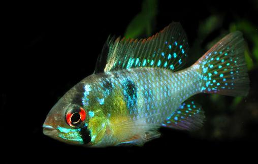 短鯛荷蘭鳳凰怎么養(yǎng)？短鯛荷蘭鳳凰飼養(yǎng)環(huán)境